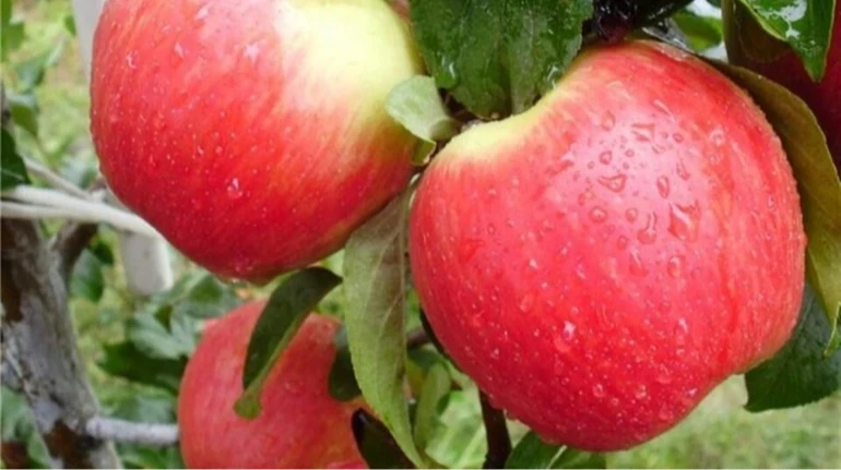 Гранты для садоводов: Минэкономики начинает прием заявлений