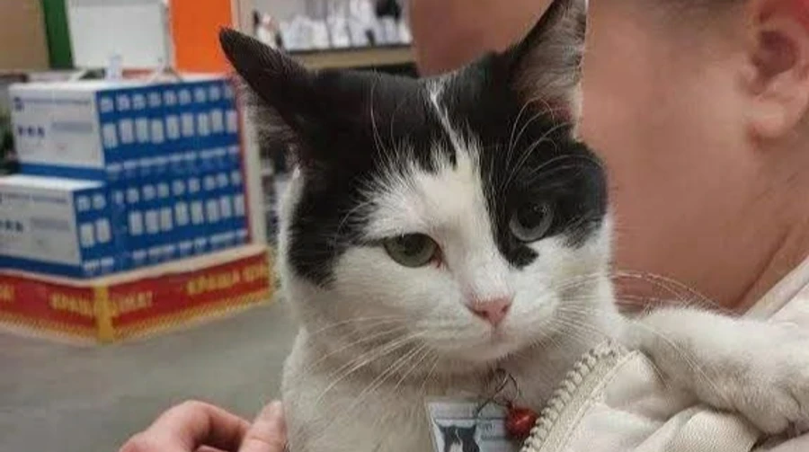 Sonia the cat, who lived in DIY store in Kryvyi Rih for two years, survives Russian strike