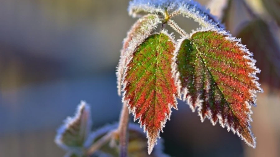 Синоптикиня розповіла, коли чекати заморозків