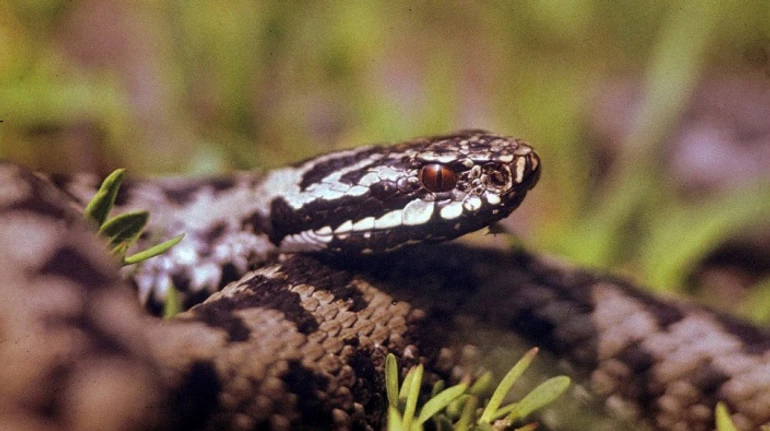 Отруйні і не тільки. Чи впізнаєте ви змій, які водяться на території України?