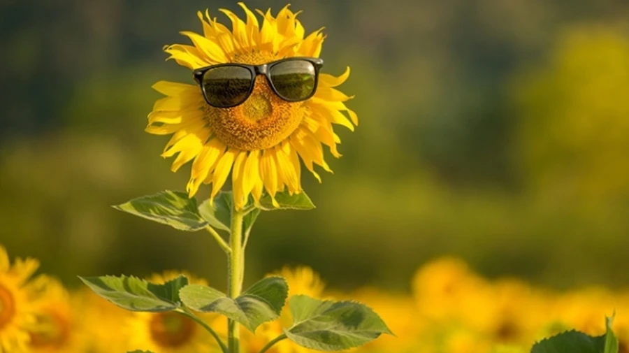 Жара отцепилась, солнце подарит комфортные градусы в пятницу