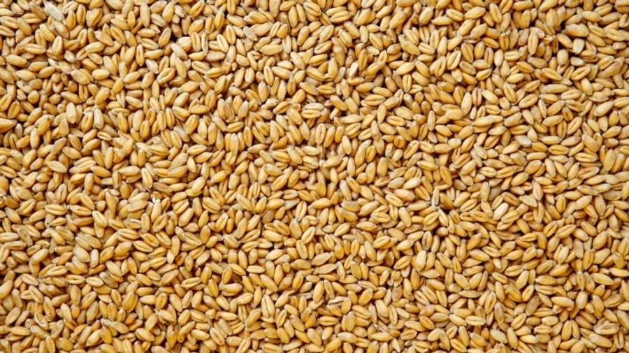 Companies growing grain earn biggest profits in occupied Kherson Oblast