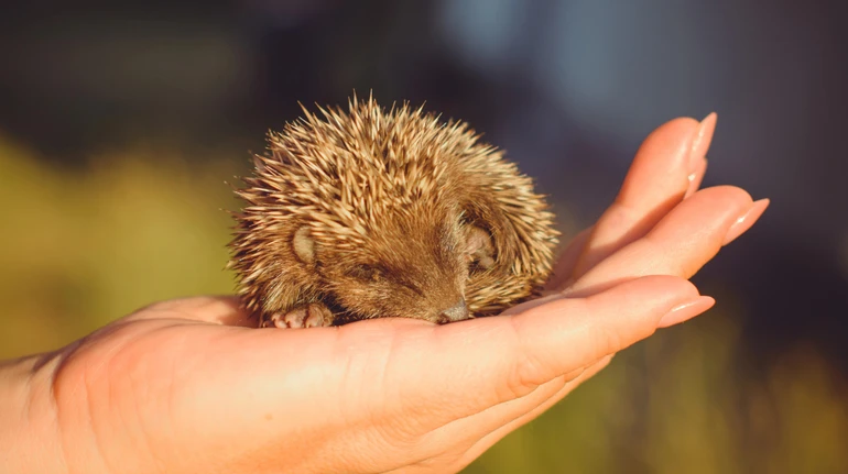 У Німеччині хочуть заборонити косити газони вночі, щоб не травмувати їжаків