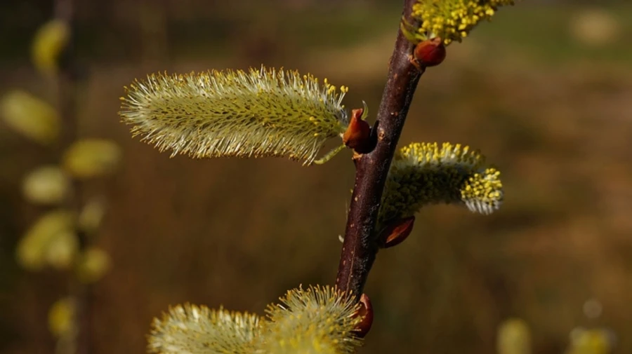На вихідних в Україні буде тепло