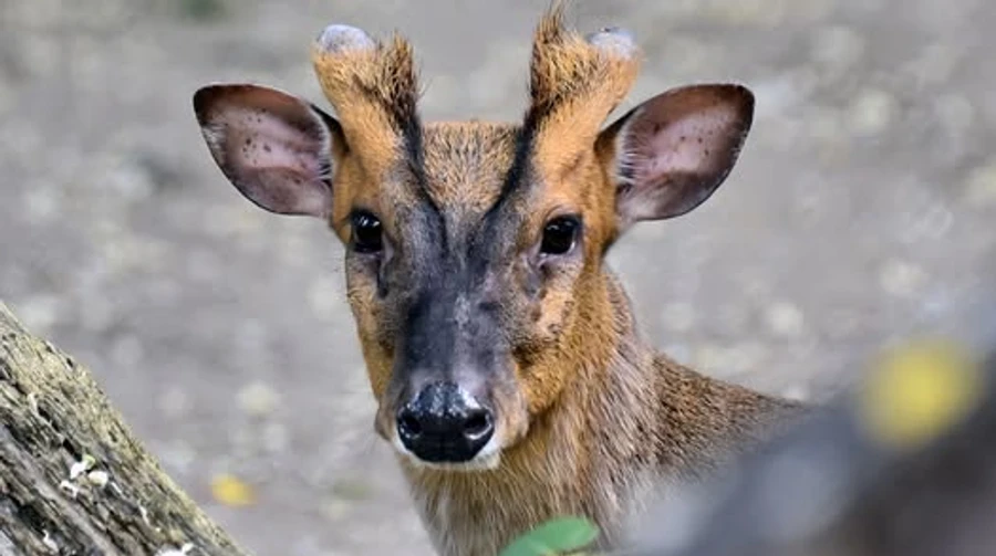 His chances of survival were 50-50: Kyiv Zoo performs surgery on muntjac deer injured in Russian attack