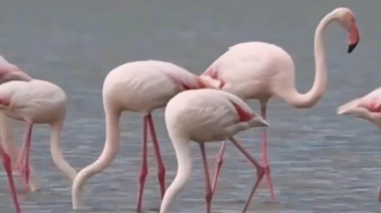 Ніби перевіряють, чи безпечно повертатися: до Тузлівських лиманів прилетіли перші фламінго