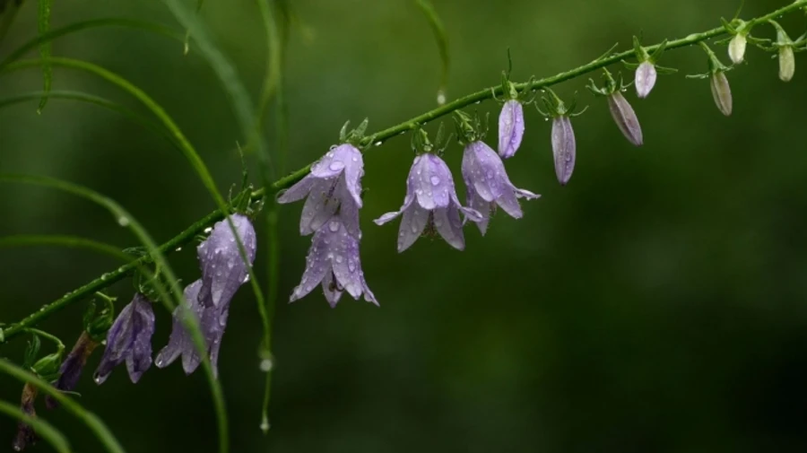 В понедельник в Украине тепло, местами дожди и грозы