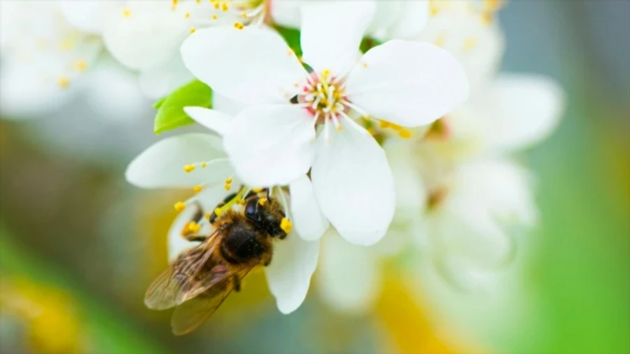 Bees under threat: war in Ukraine tops global list of dangers to pollinators