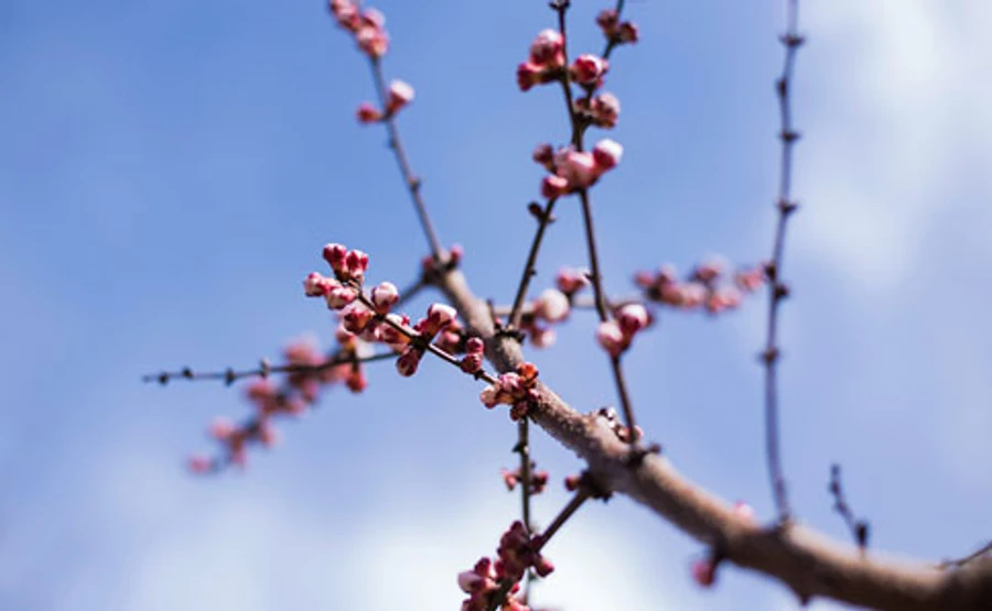 В Україні ще утримається нічний морозець 