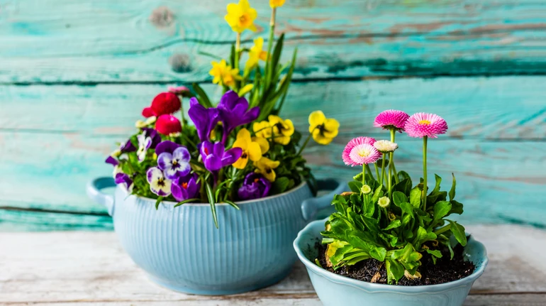 Яркая клумба на окне: как посадить и как цветы будут цвести уже весной