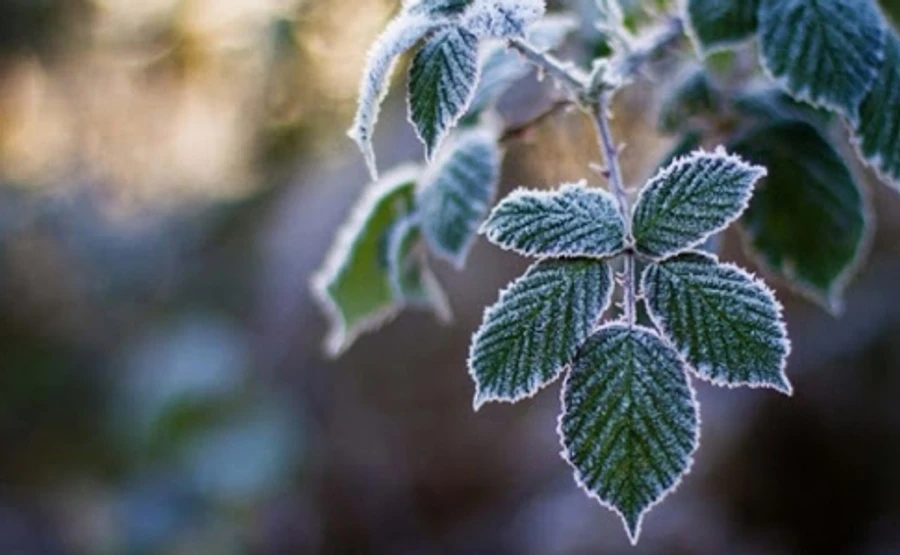 Украинцев предупреждают о заморозках, а Карпаты завалило снегом