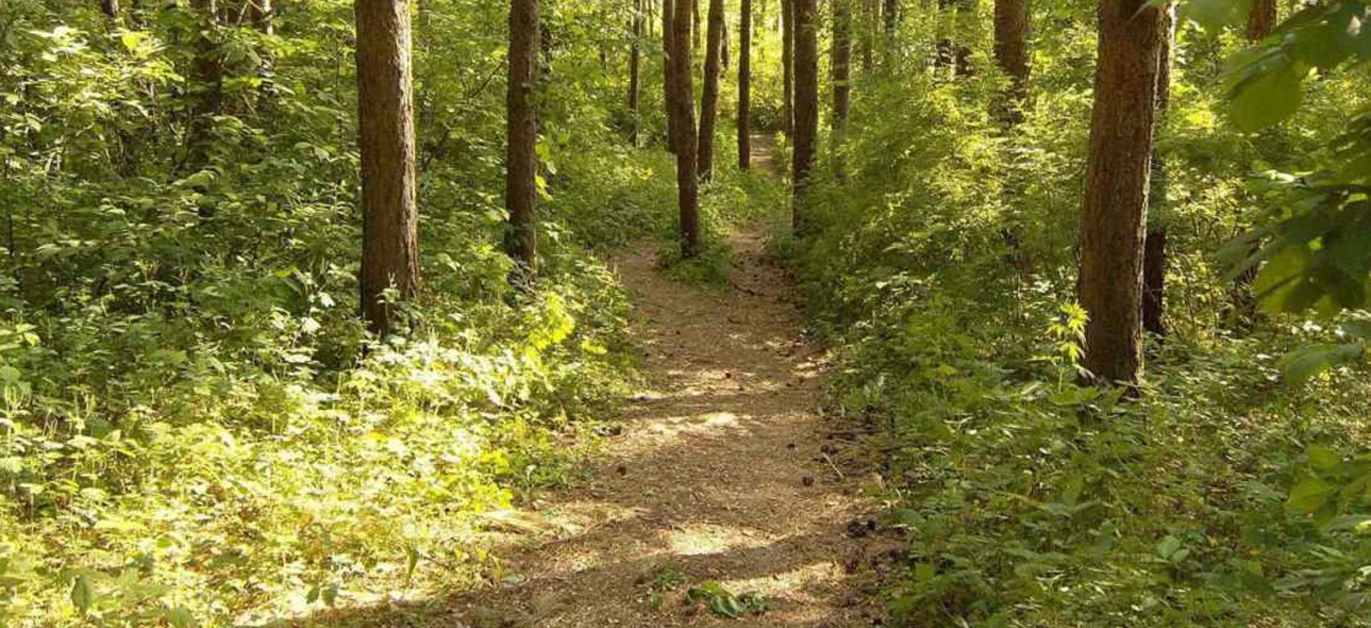 Дірки на лінії фронту, або Як працюють нелегальні тропи в зоні АТО