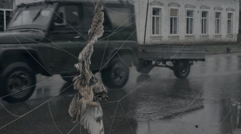 В антидронові сітки потрапляють не тільки ворожі пташки. Неочевидні проблеми, які пернатим створює війна