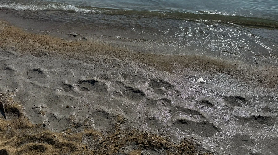 На узбережжі Чорного моря виявили забрудження: 350 м зі специфічним запахом