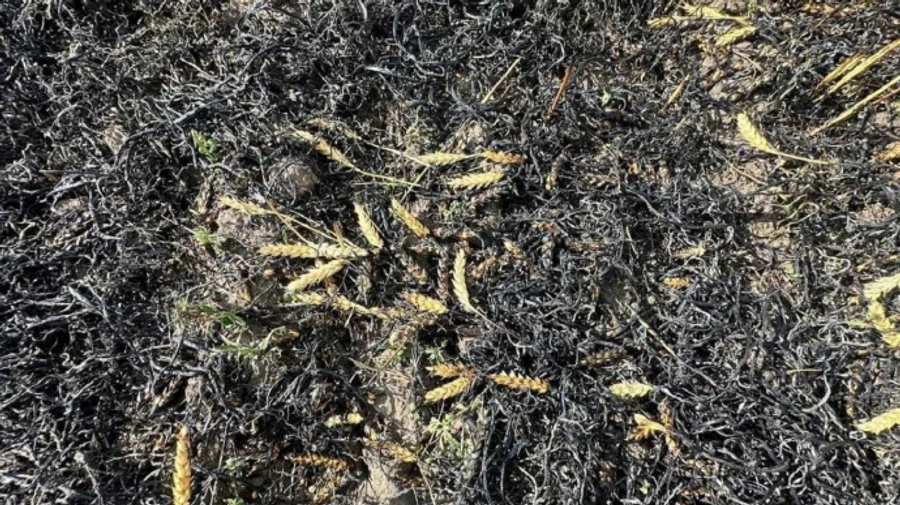 Russians attack wheat field in Kharkiv Oblast, causing fire – photos