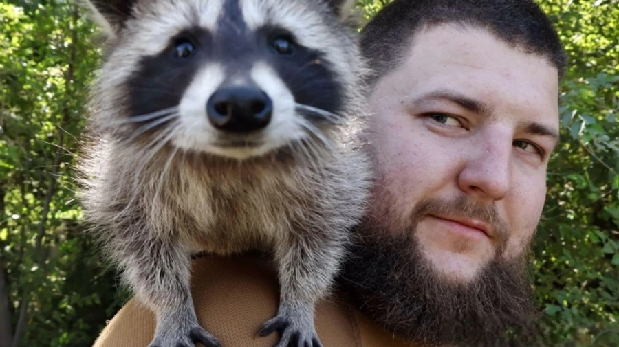 Sergeant Molly: Ukrainian soldiers share photos of a raccoon who has become their unit's mascot