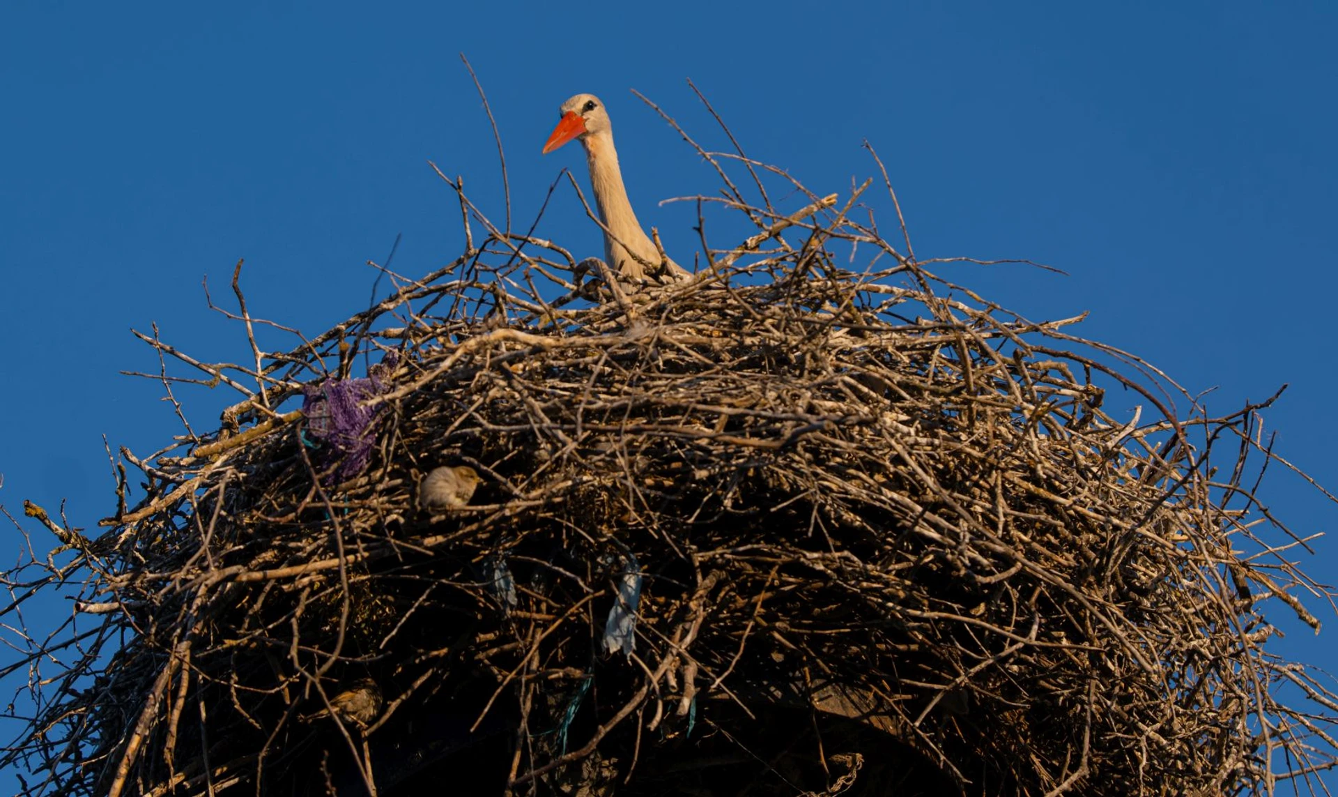 Грицько плюс Одарка. В гостях у зіркових лелек українського YouTube