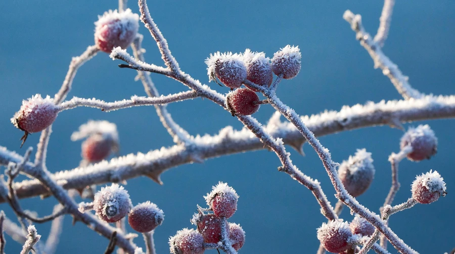 У середу в Україні сніг і мороз, а надалі буде без опадів