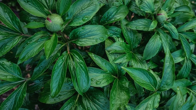 Вихідні будуть з дощами, а новий тиждень принесе в Карпати мокрий сніг