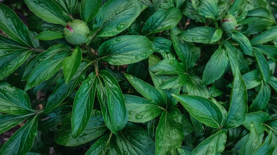 Вихідні будуть з дощами, а новий тиждень принесе в Карпати мокрий сніг