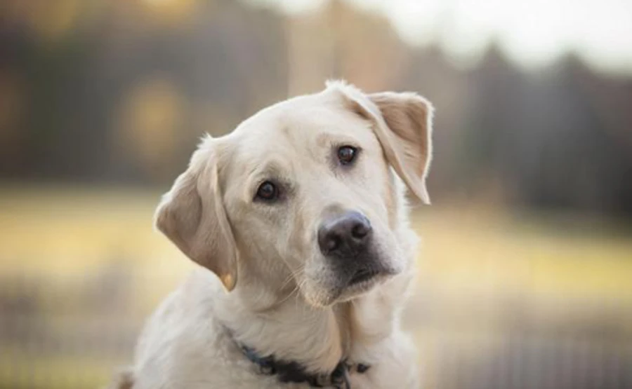 Нафтогаз: продавати собак і хом'яків не треба, зверніться по субсидію