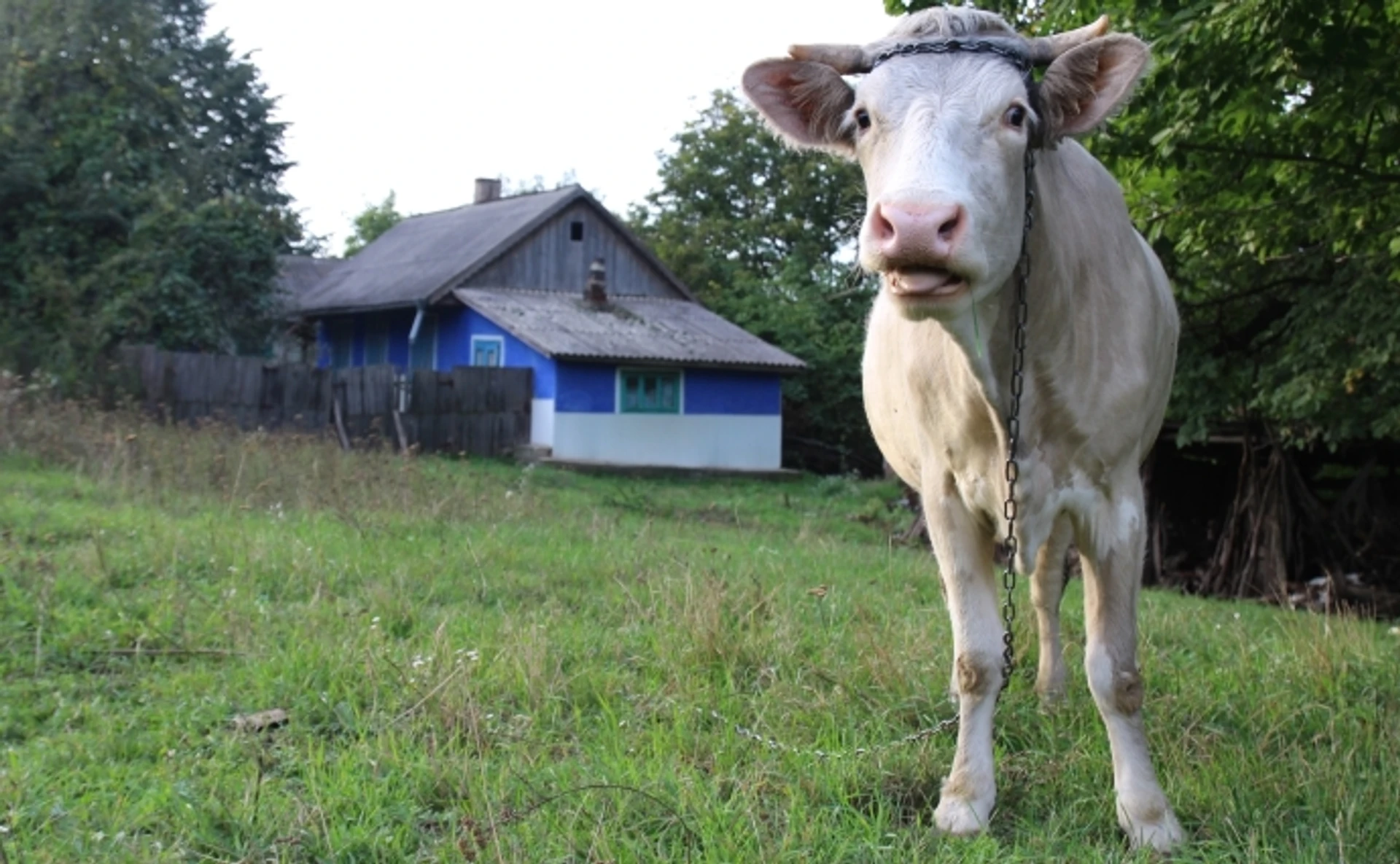 Большое меньшинство. Ответят ли румыны Украины на реформу образования