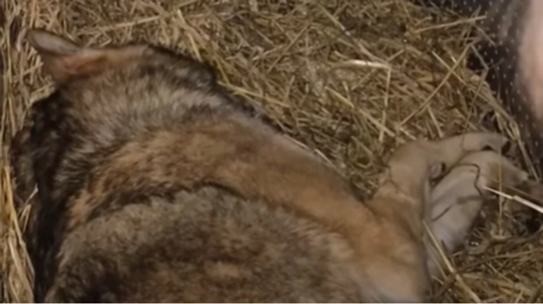 В Киеве дикий волк, которого держали в квартире, набросился на владелицу: животное забрали волонтеры