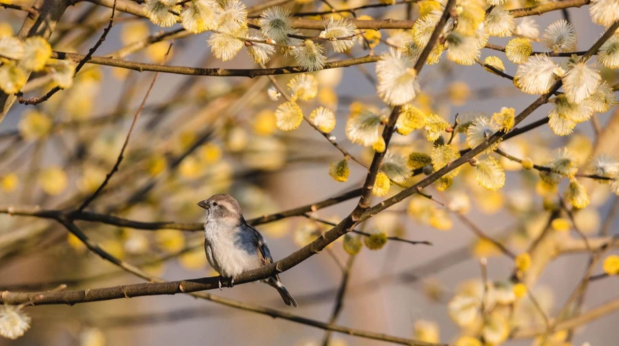 В воскресенье Украину прогреет до 19° тепла