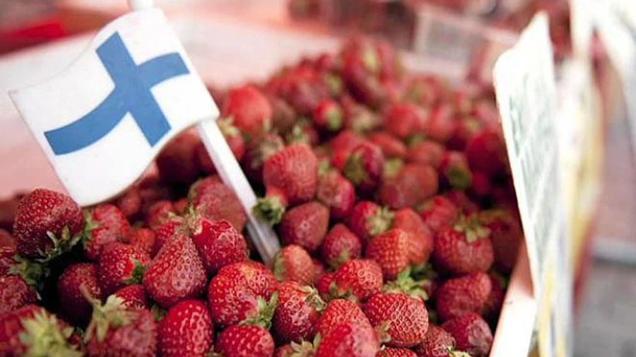 Фінляндія готується прийняти 10 тисяч сезонних працівників, в тому числі з України