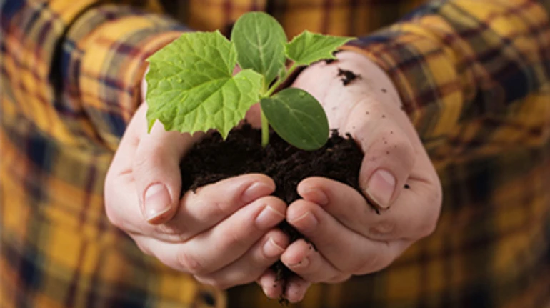 Мини-город на балконе: как вырастить зелень и овощи в квартире