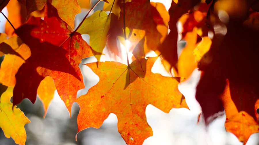 На вихідних буде сухо і до +15°