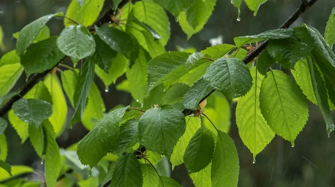 В Україні дощитиме, в Карпатах прогнозують мокрий сніг