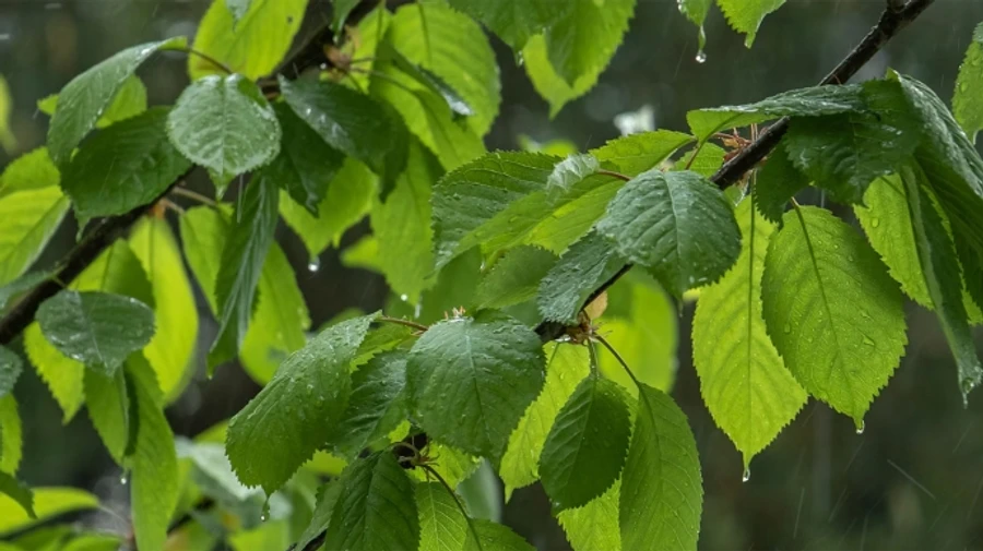 В Украине будет дождливо, в Карпатах прогнозируют мокрый снег