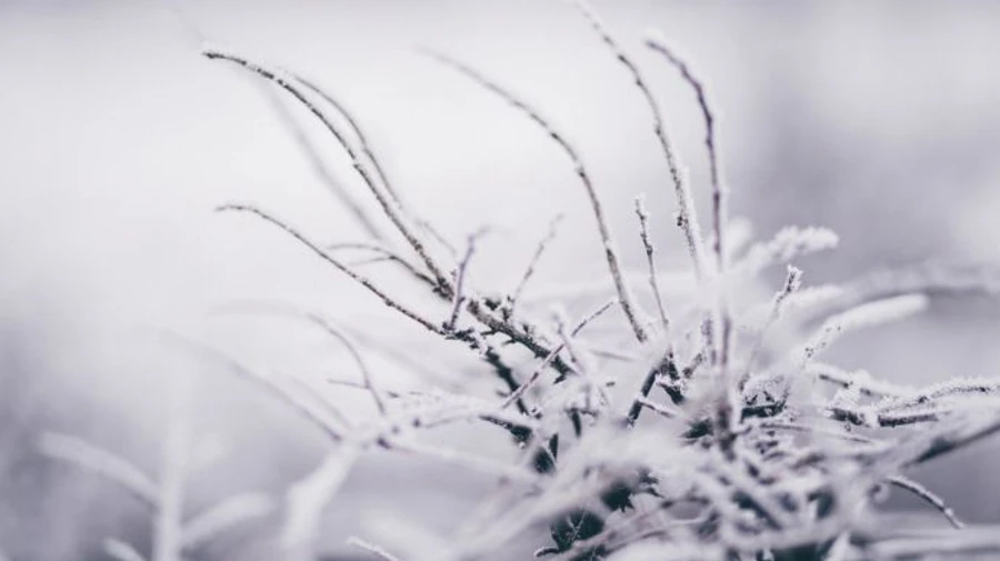 Арктичний холод з Європи принесе в Україну нічні заморозки