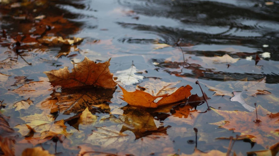 Синоптики попереджають про сильні зливи і буревій