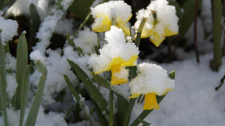 Дощ, мокрий сніг і нічні заморозки – прогноз погоди на 3 дні