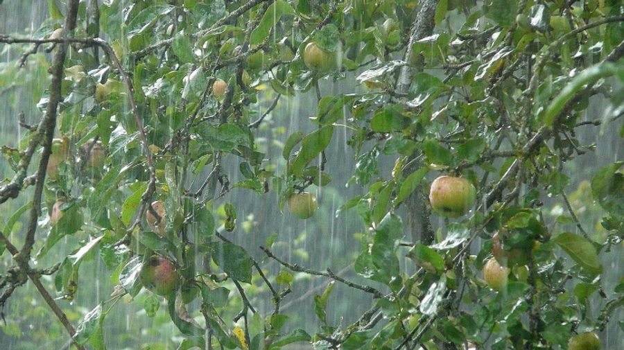 В Украине до конца недели будет дождливо