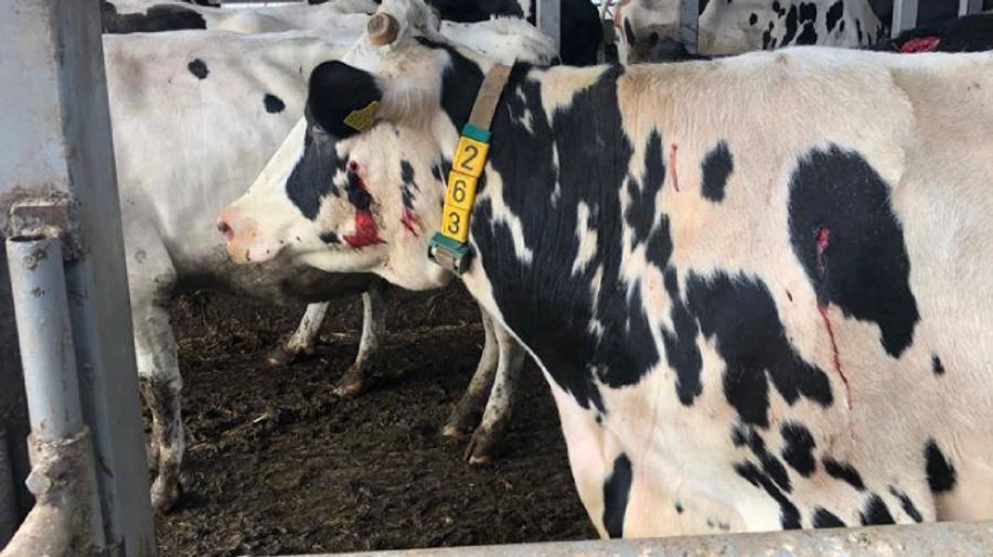 Russians shelled the Sumy region and injured cows