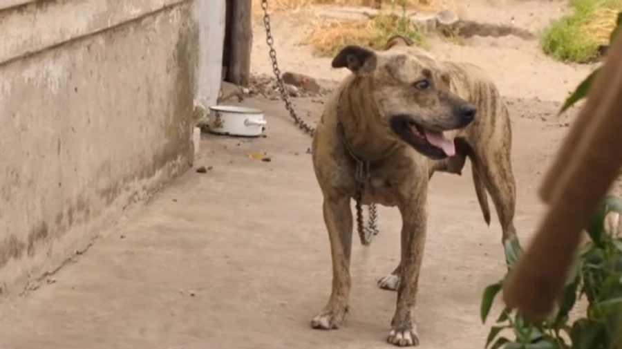 Замминистра купила пса, которого Минюст продавал на торгах