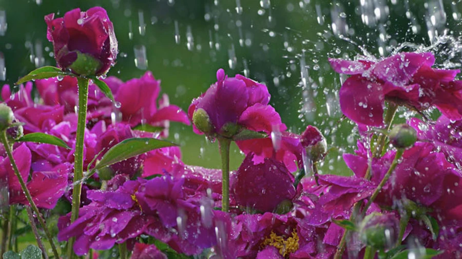 В Украине все еще будут дожди и возможны заморозки