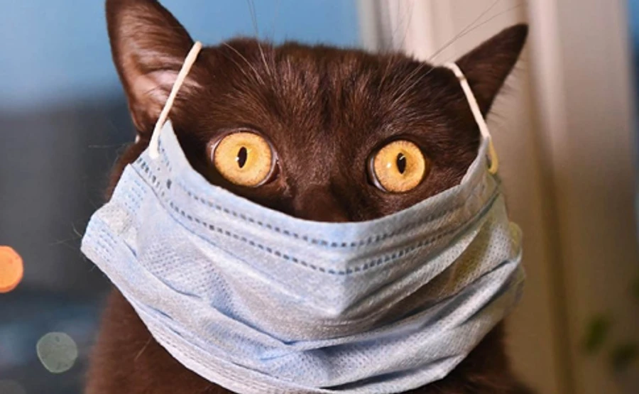 Психоемоційний стан на карантині: всі тривожаться, у молоді – ознаки депресії