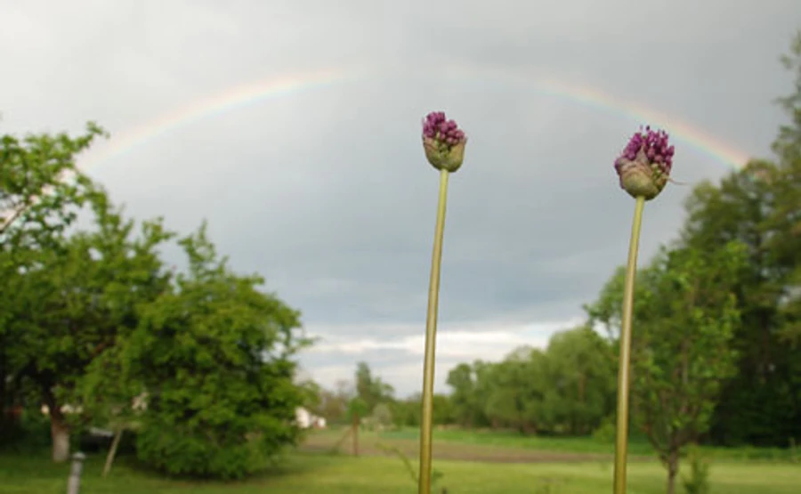 В ближайшие дни обещают жару до +30°, местами гроза