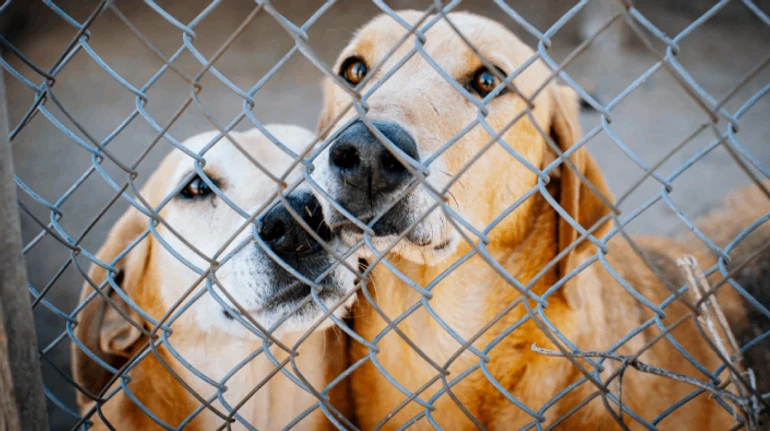 Нам потрібна допомога щодня, а не лише коли горить. Як живе притулок Сіріус на Київщині після хвилі критики