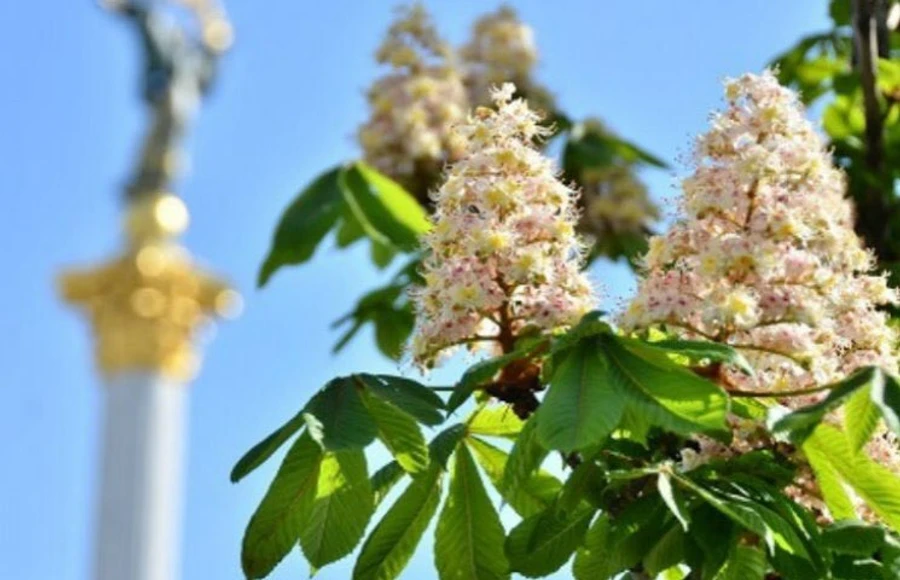 Холоднее нормы и щедрый на дожди: чем запомнился май киевлянам