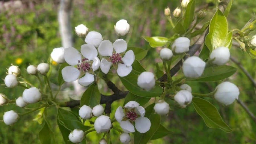 На вихідні прогріє до 26 градусів тепла