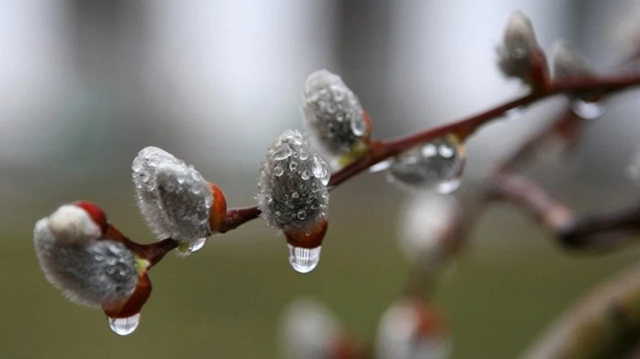 Березень закінчиться невеликим дощиком 