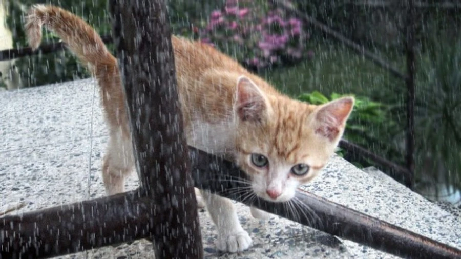 Погода в неділю: синоптикиня розповіла, де пройдуть дощі з грозами