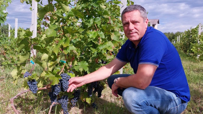 Над головами літали ракети, а люди підв'язували виноград: історія одного із найпівнічніших виноградників України