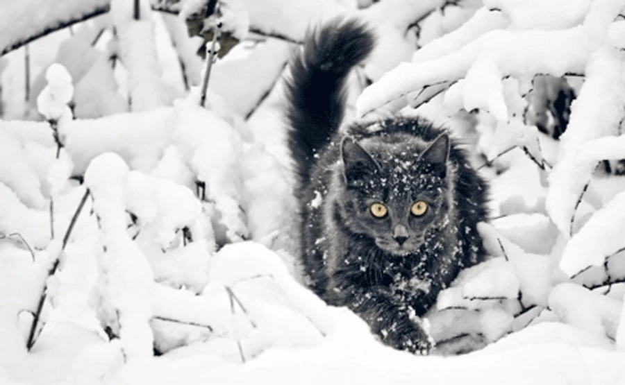 Сочельник и Рождество будут морозными – синоптик