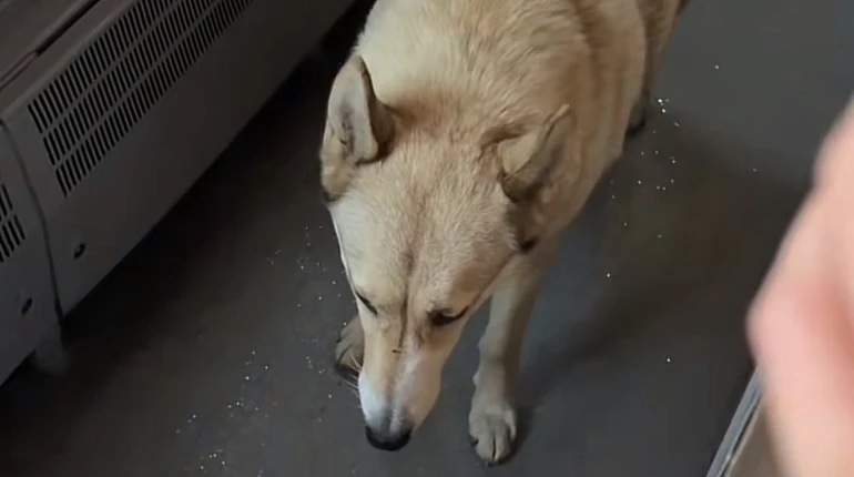 На Івано-Франківщині пес зайшов у потяг і доїхав із Буковеля до Яремче: що відомо про його долю